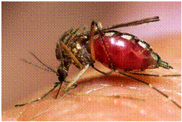 dengue